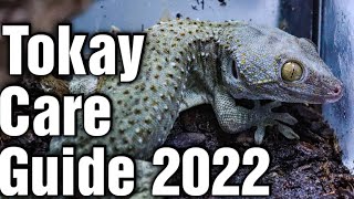 Tokay Gecko Care In 5 Easy Steps Tokay Gecko Care Guide 2022 [upl. by Nauq]