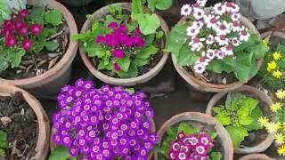 Cineraria Flower  How to Grow Cineraria  Tips to Take Care of Cineraria Flower  Pot Garden [upl. by Ynnel]