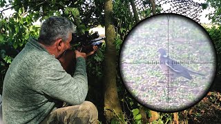 Pigeon Decoying with BSA Air rifle hunting decoys woodpigeon [upl. by Azalea]