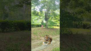 Bengal tiger in forest tiger vtr trending wildlife shorts viralshorts vfx [upl. by Craw821]