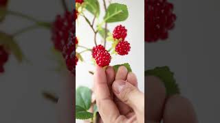 Rubus idaeus artificialplants [upl. by Drahsar]