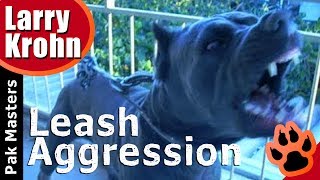 E Collar Training for Stopping Leash Aggression with Two Cane Corsos [upl. by Ramey]