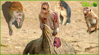 30 Moment Dire Giant Komodo Dragon Attacks Monkey Too Brutal  Monkey Killers [upl. by Noreg869]