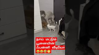 Dog and cat funny video tamil  பூனை மற்றும் நாயின் ஃபன்னி காமெடி வீடியோ [upl. by Favin605]