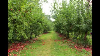 Peekskill Apple picking [upl. by Misak]