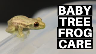 Baby Tree Frog Care Guide And Setup  Benjamins Exotics [upl. by Allemat]