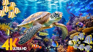 Ocean 4K  Sea Animals for Relaxation Beautiful Coral Reef Fish in Aquarium 4K Video Ultra HD 60 [upl. by Suhpoelc]