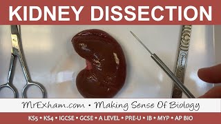 Kidney Dissection  GCSE A Level IB [upl. by Aim]