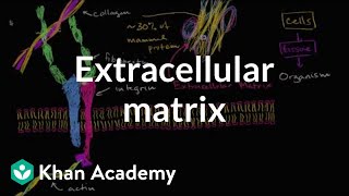 Extracellular matrix  Structure of a cell  Biology  Khan Academy [upl. by Woo]