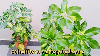 How to care SCHEFFLERA Umbrella Plant houseplants schefflera umbrellaplant ornamentalplants [upl. by Nilla64]