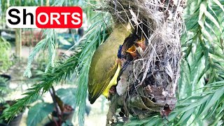 Olivebacked Sunbird Parents Feeding Their Babies – Bird Family Nesting in the Plant Garden [upl. by Laroy186]