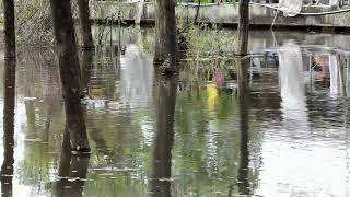 Dollywood Flooding Guests Caught in Chaos 2024 07 29 [upl. by Beltran]