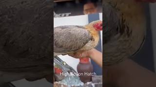 High Action Pullet [upl. by Netsirhc120]