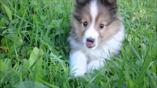 Sheltie puppies  8 weeks litter I [upl. by Brant]