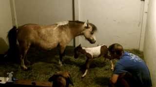 Live Birth Of A Cute Miniature Horse [upl. by Alathia101]