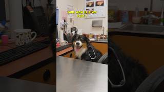 Behind the scenes of a Veterinarians dog life vetmed dogs veterinarian cute [upl. by Alleroif]