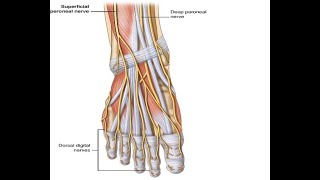 Two Minutes of Anatomy Superficial Peroneal Nerve [upl. by Otrebogad]