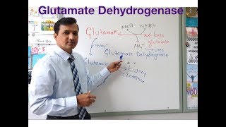 Glutamate Dehydrogenase Reaction Oxidative Deamination of Glutamate [upl. by Yddet]