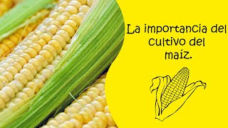 LA IMPORTANCIA DEL CULTIVO DEL MAÍZ [upl. by Eichman]