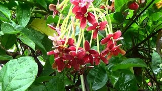 JASMIM DA ÍNDIA QUISQUALIS INDICA  COMBRETUM INDICUM RANGOON CREEPER Mudas clicar passo a passo [upl. by Annuaerb]