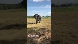 elephant wasgamuwa safari foryou travel srilankaelephant [upl. by Laraine]