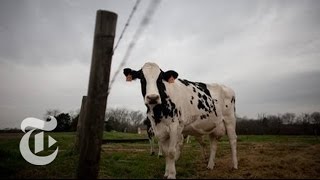 Drought on the Range Tough Times for US Cattle Herd  2013  The New York Times [upl. by Hassett127]