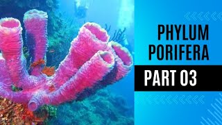 Classification of sponges  phylm porifera [upl. by Kamillah685]