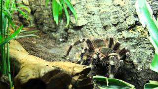 Acanthoscurria geniculata  feeding  Fütterung HD [upl. by Naujud]