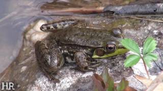 ⟹ POLLYWOGS  POND LIFE  Frogs layed many eggs [upl. by Derdlim]