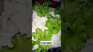 checkout my Hydroponically grown lettuce hydroponics kratkymethod lettuce thanksforwatching [upl. by Bauske]