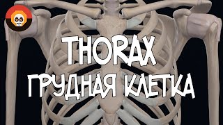 Грудная клетка Thorax 3D Анатомия [upl. by Lorn]