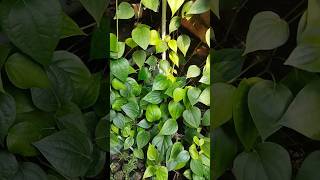 Betel plant 🌿 plants garden houseplants paan betelleaf [upl. by Henebry604]