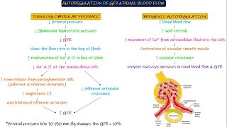 Autoregulation of GFR amp Renal Blood Flow Chapter 27 part 6 Guyton and Hall Physiology [upl. by Akemyt]