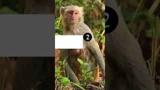 Swing in to these facts about Macaques 🐒 [upl. by Best597]