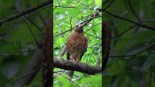 Redshouldered Hawk calls [upl. by Aluap]