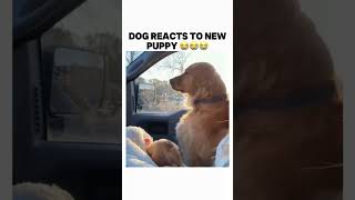 Dog reacts to new puppy trending bruh memes meme subscribe shorts dog dogs [upl. by Cohen]