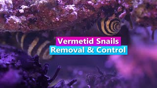 How to get rid of Vermetid Snails  Removal and Control [upl. by Sewel581]