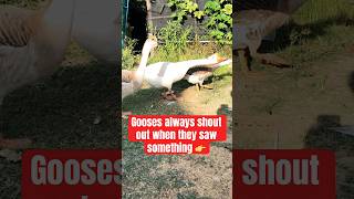 Gooses always shout out loudly when they saw something viralvideo goose birds chickens [upl. by Brewster304]