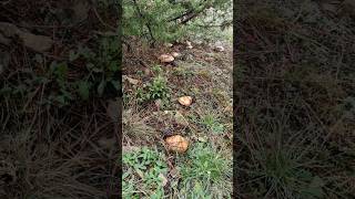 Lactarius Deliciosus  The Pine Gold Mushroom  October  6  2024 [upl. by Amye]