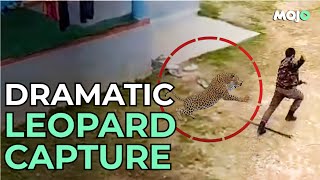 Kashmir Leopard Attacks Wildlife Official After Entering A Residential Area [upl. by Aldarcy]