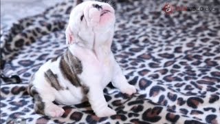 Wrinkly Bulldog Puppy Howls SO DARN CUTE [upl. by Varion]