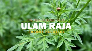 The Health Benefits of Ulam Raja Cosmos Caudatus [upl. by Cousins]