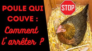 Poule qui couve  Comment arrêter une poule de couver   Je ne veux pas de poussins [upl. by Aldus]