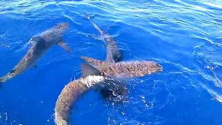 ガラパゴスザメ Galapagos shark in Hawaii [upl. by Solange]