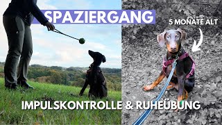 SPAZIERGANG mit 5 MONATE altem DOBERMANN Junghund IMPULSKONTROLLE und RUHEÜBUNG mit Welpen [upl. by Mattie]