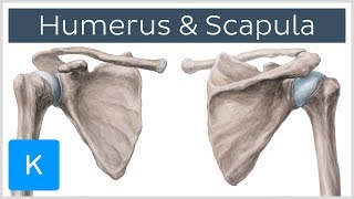 Humerus und Scapula  Anatomie des Menschen  Kenhub [upl. by Yebba632]