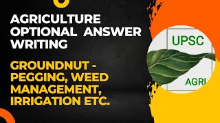 Groundnut  Pegging Weed Management etc  Agriculture Optional Answer Writing Practice  UPSC [upl. by Newby34]