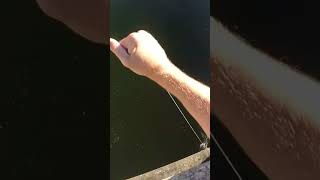 Bowfishing from a dam bowfishing fishing dam thefearbowfishing sniper outdoors [upl. by Lrae]