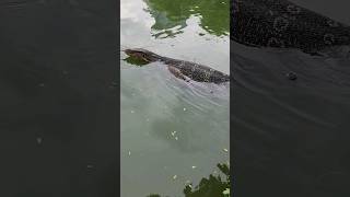 Giant Monitor Lizard Swimming in Thailand Park shorts [upl. by Silrac]