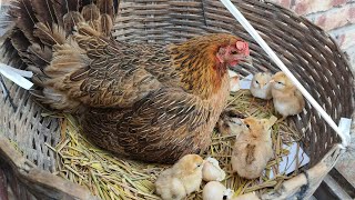 Hen Harvesting Egg and Chick Hatching  A Step by Step Guide egg hatching at home [upl. by Nuajed]